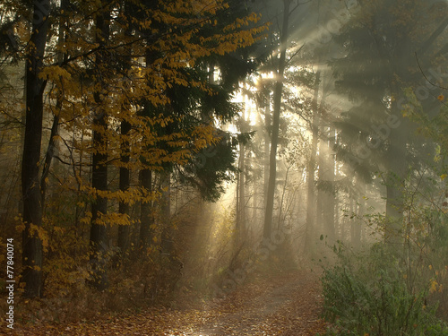 Fototapeta Naklejka Na Ścianę i Meble -  Fog in autumn forest
