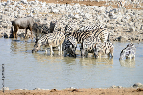 Zebras  Etosha National Park  Namibia