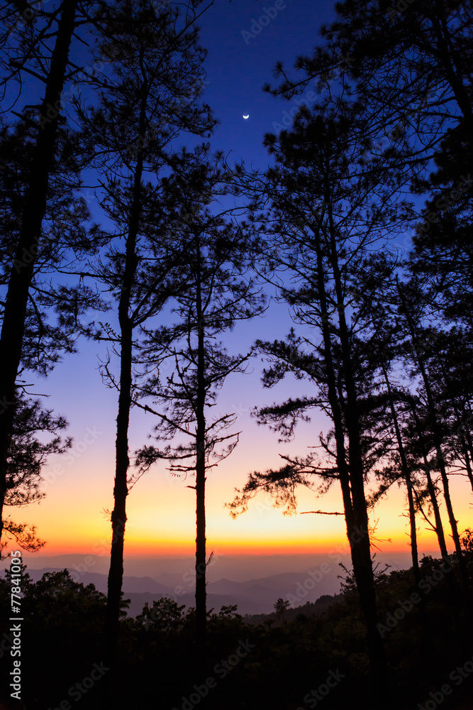 Twilight sky with silhouette pine tree Twilight sky with silhouette pine tree