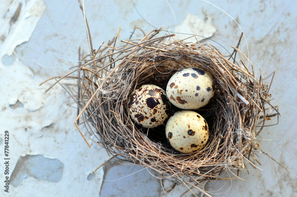 Obraz premium Three eggs in a bird nest