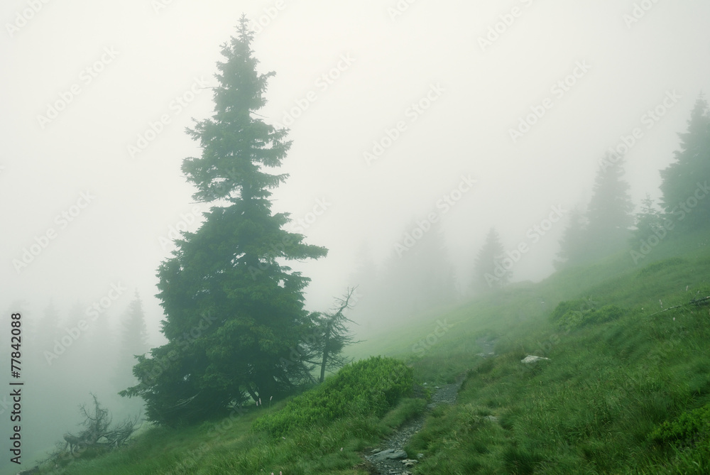 Fototapeta premium Spruce tree in dense fog in the mountains