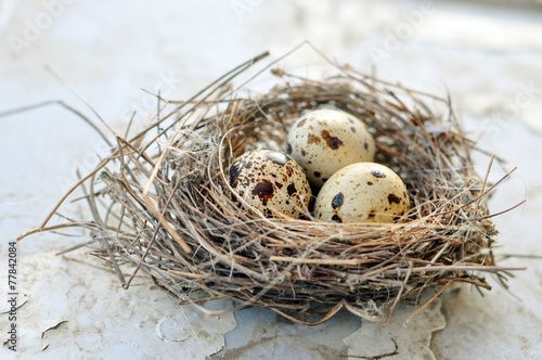 Three eggs in a bird nest