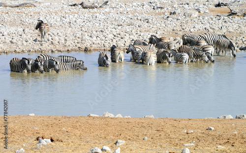 Zebras, Etosha National Park, Namibia
