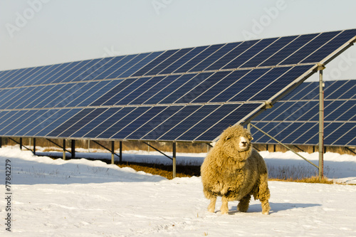 Solar panel and Sheep