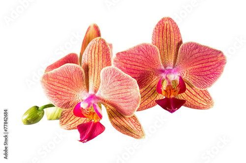 Phalaenopsis orchid flowers © hemerocallis