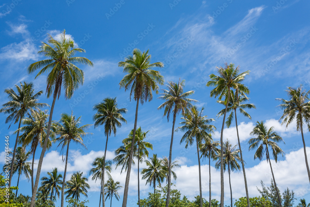 Palmiers sur le lagon de Moorea