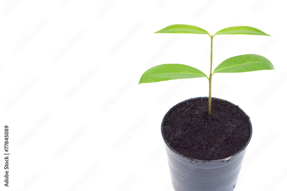 a young green tree growing in a black plastic pot a young green tree growing in a black plastic pot