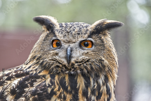 Eurasian Eagle Owl