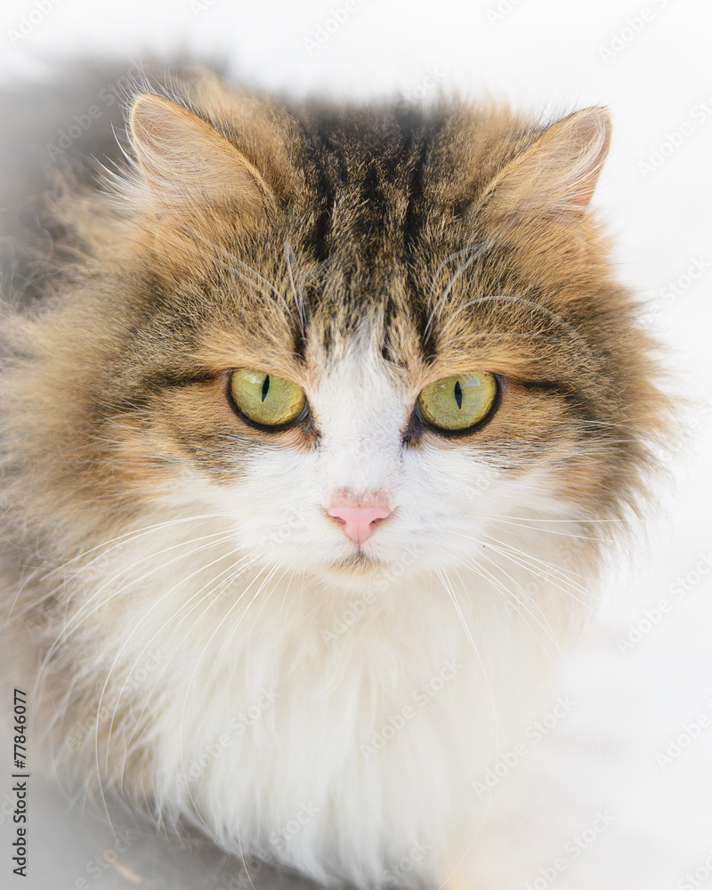 Cat on the Snow in the Winter Cat on the Snow in the Winter