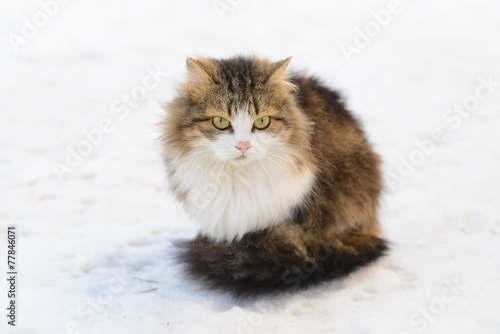 Cat on the Snow in the Winter