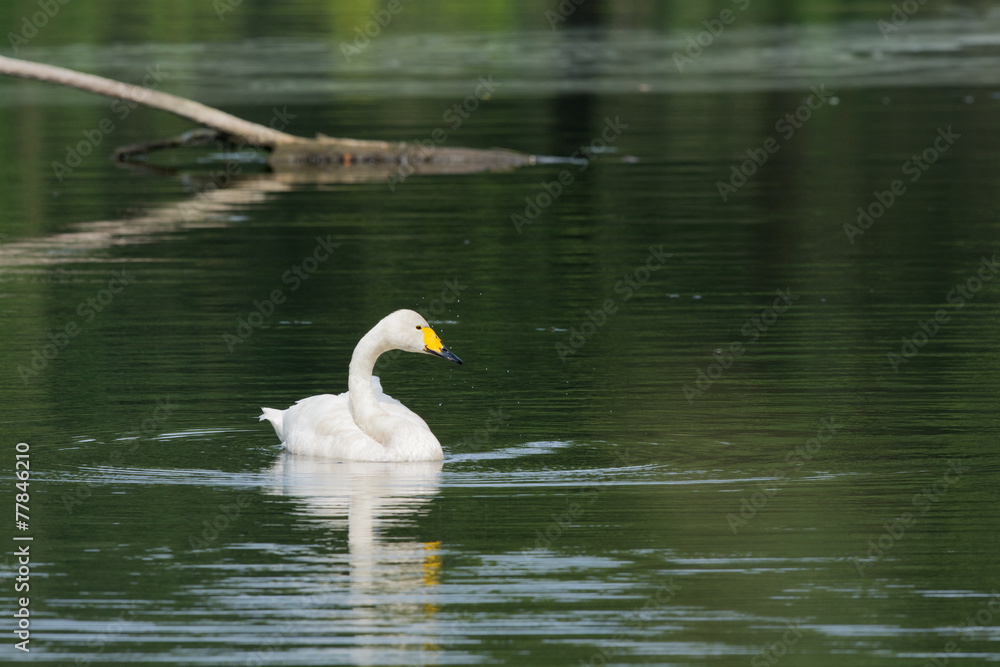 Obraz premium Little white swan