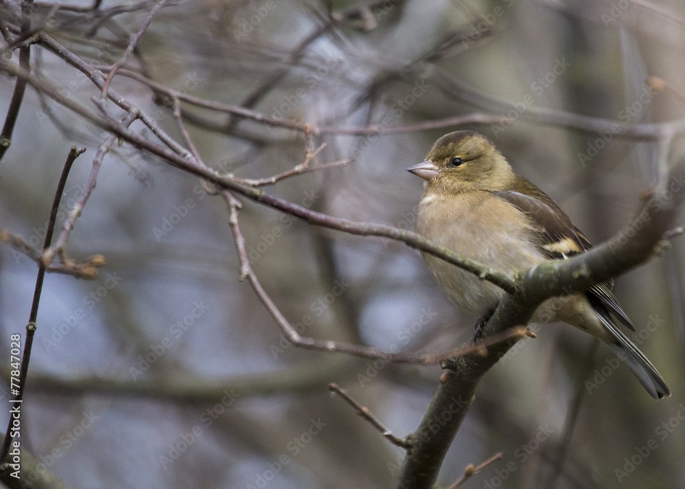 Chaffinch (Female) Chaffinch (Female)