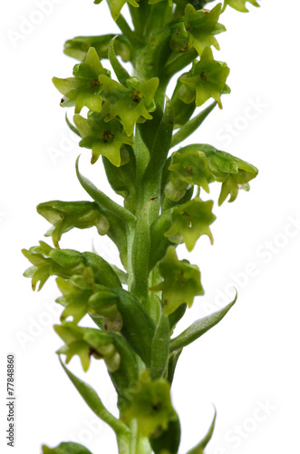 Two-leaved Genaria orchid flowers - Gennaria diphylla photo