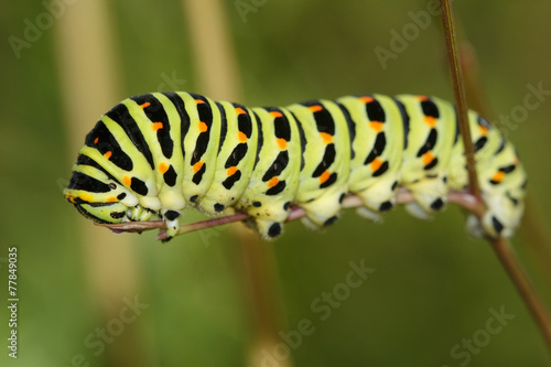 Colored caterpillar © NERYX