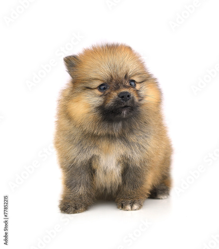 Pomeranian puppies isolated on white background.