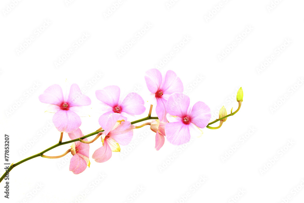 Pink orchid plant