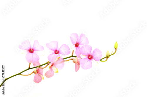 Pink orchid plant