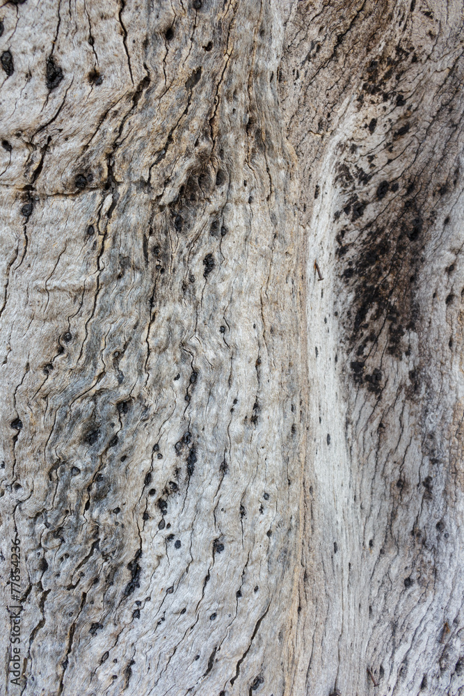 Obraz premium wood tree pattern