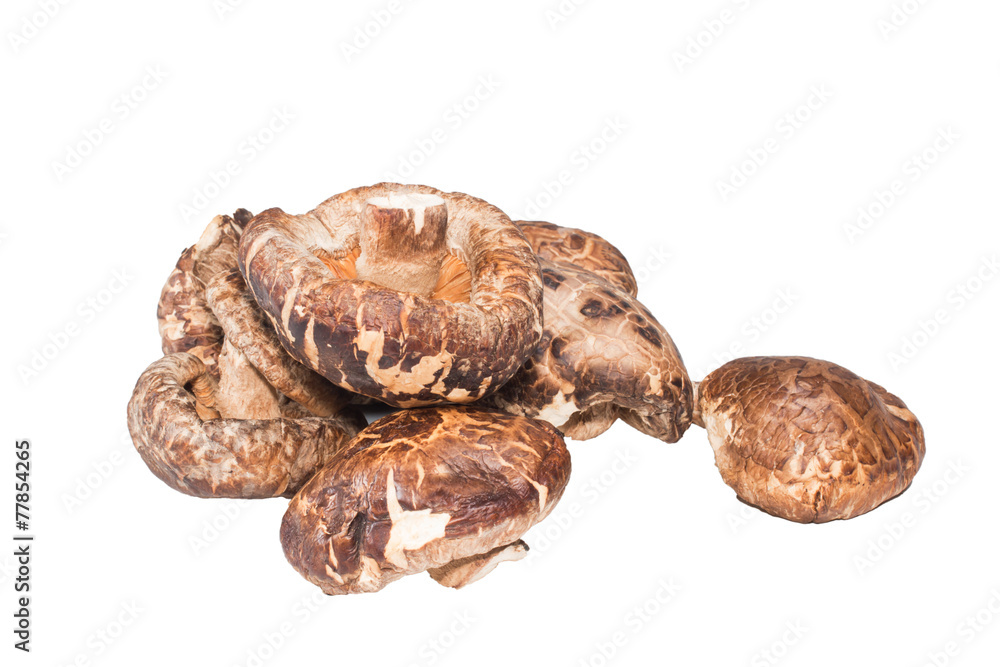 Shitake mushrooms isolated on white background