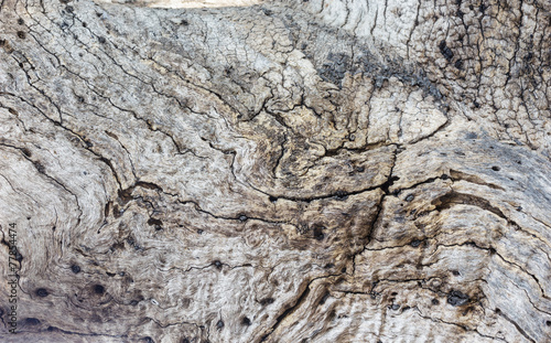 wood tree pattern © angintaravichian