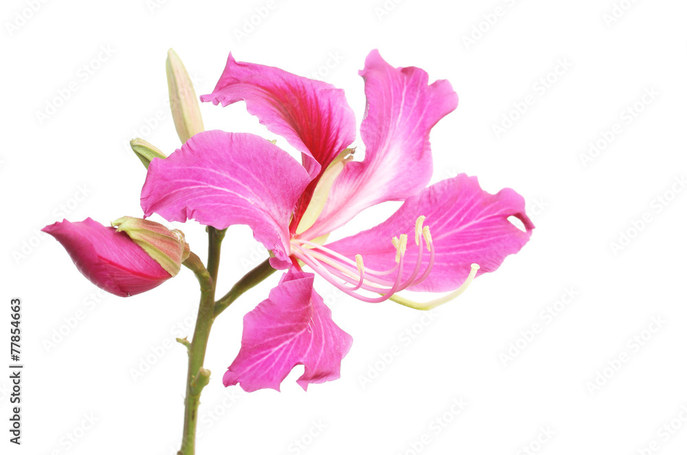 Purple Bauhinia Purple Bauhinia
