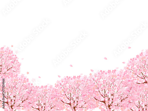 桜 花 背景