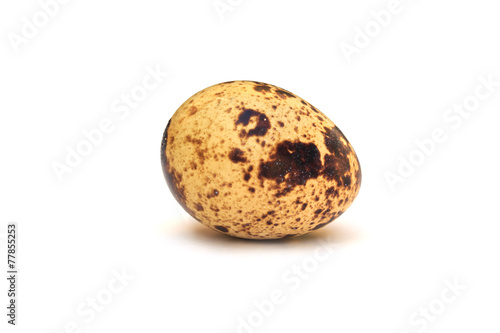 egg bird on white background