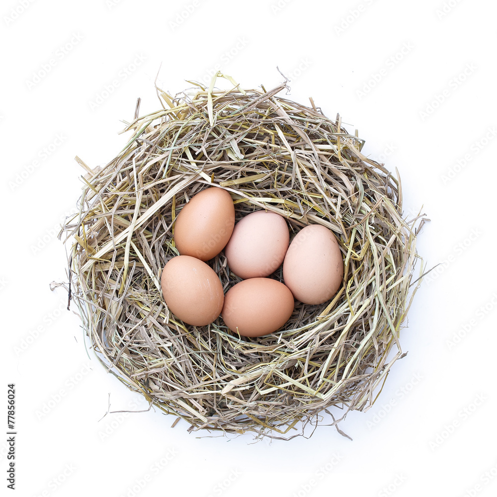 chicken nest chicken nest