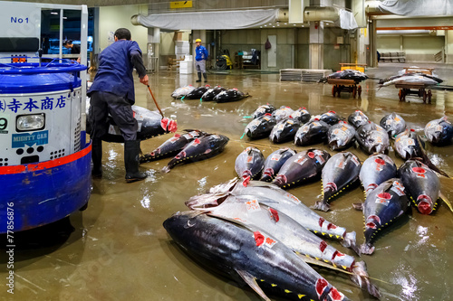 Canvastavla Tuna auction at Osaka Central Wholesale Market
