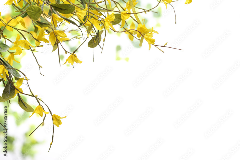 Spring flower Spring flower