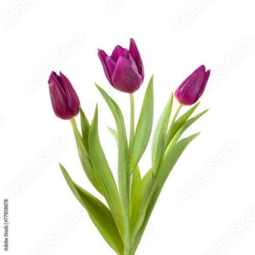 violet tulip purple