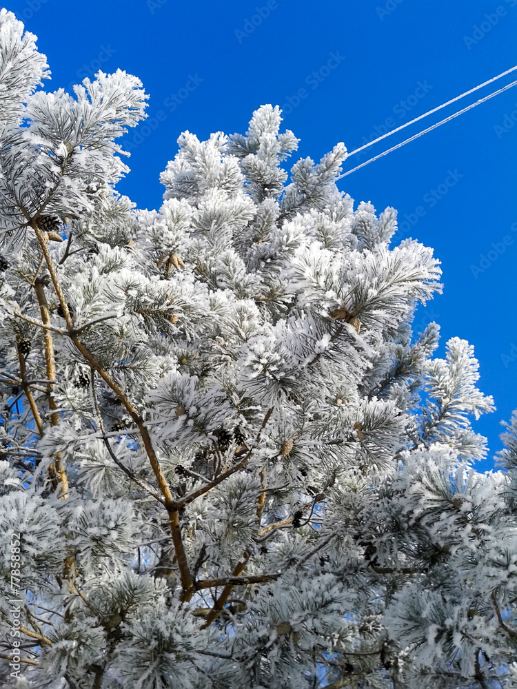 Frost on Fir Tree