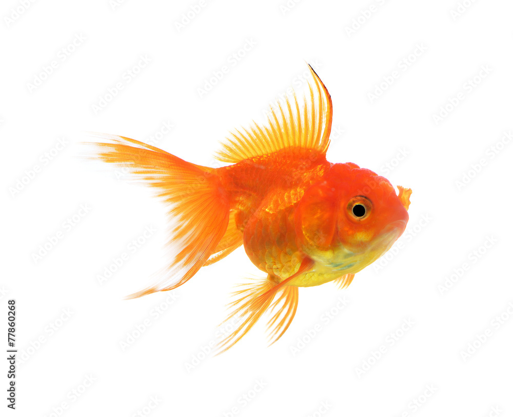 Obraz premium Gold fish isolated on a white background.