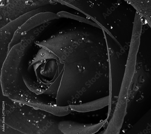 Black and white rose closeup with drops #77860244