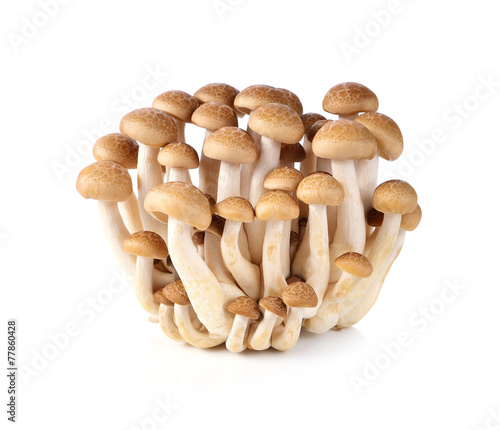 brown beech mushroom isolated on white background