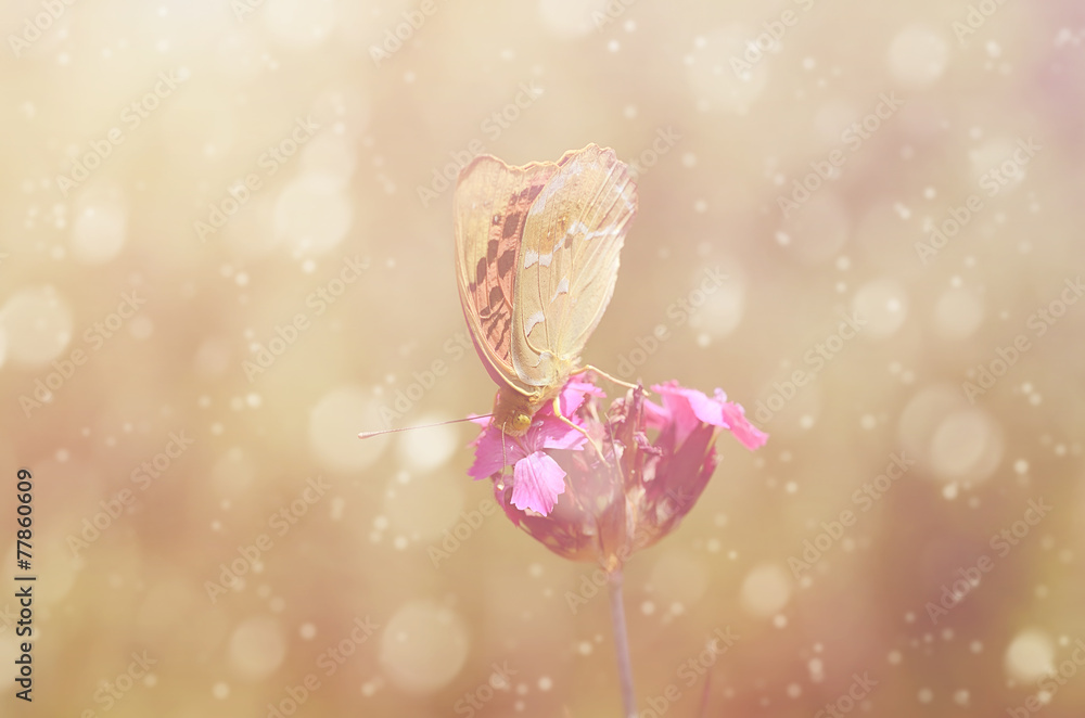 Dreamy photo of a beautiful butterfly Dreamy photo of a beautiful butterfly
