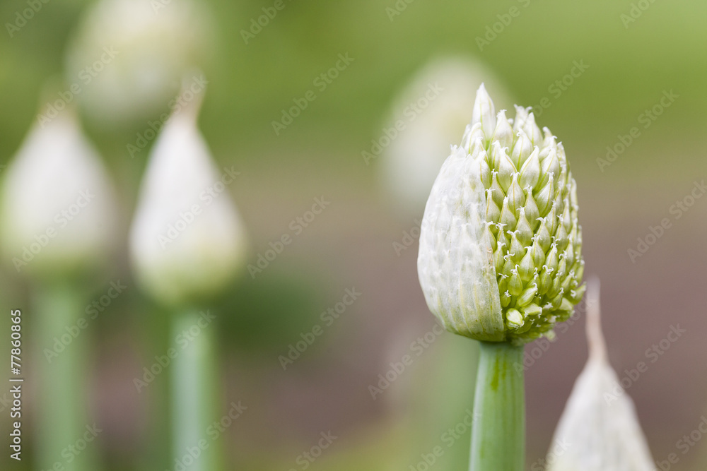 new onion seeds grown from a flower, close-up