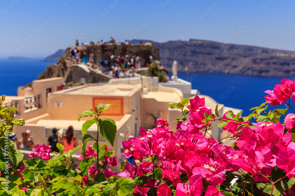 Fototapeta premium Santorini flowers