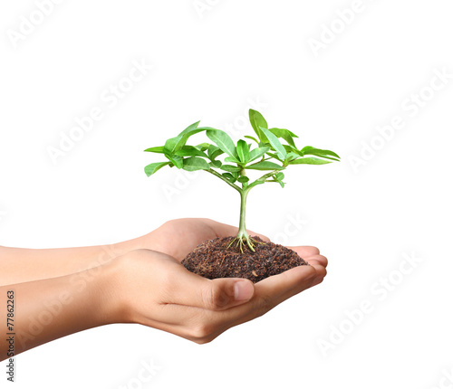 Holding green plant in hand
