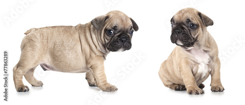 French bulldog puppies isolated on white background