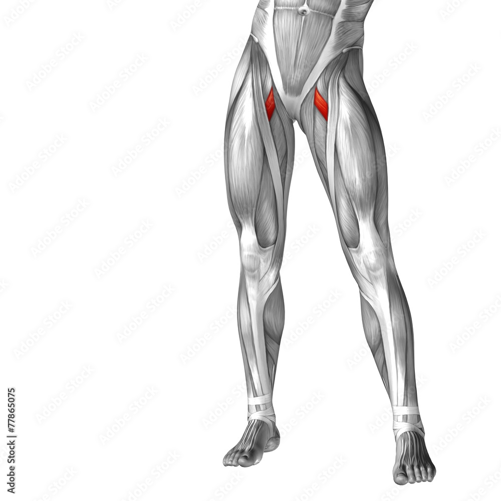 Conceptual 3D human front upper leg muscle anatomy Conceptual 3D human front upper leg muscle anatomy