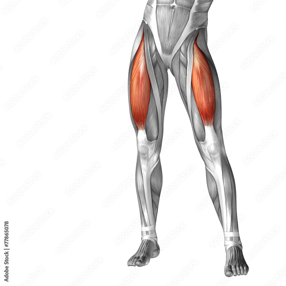 Conceptual 3D human front upper leg muscle anatomy ilustração do Stock |  Adobe Stock