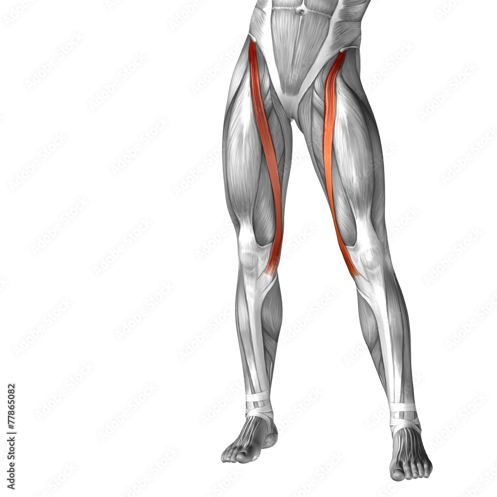 Conceptual 3D human front upper leg muscle anatomy Conceptual 3D human front upper leg muscle anatomy