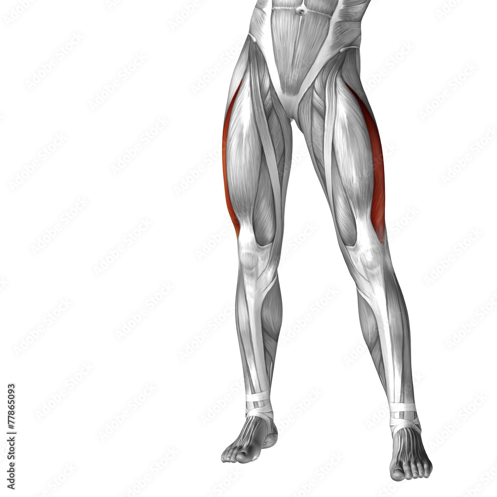 Conceptual 3D human front upper leg muscle anatomy Conceptual 3D human front upper leg muscle anatomy