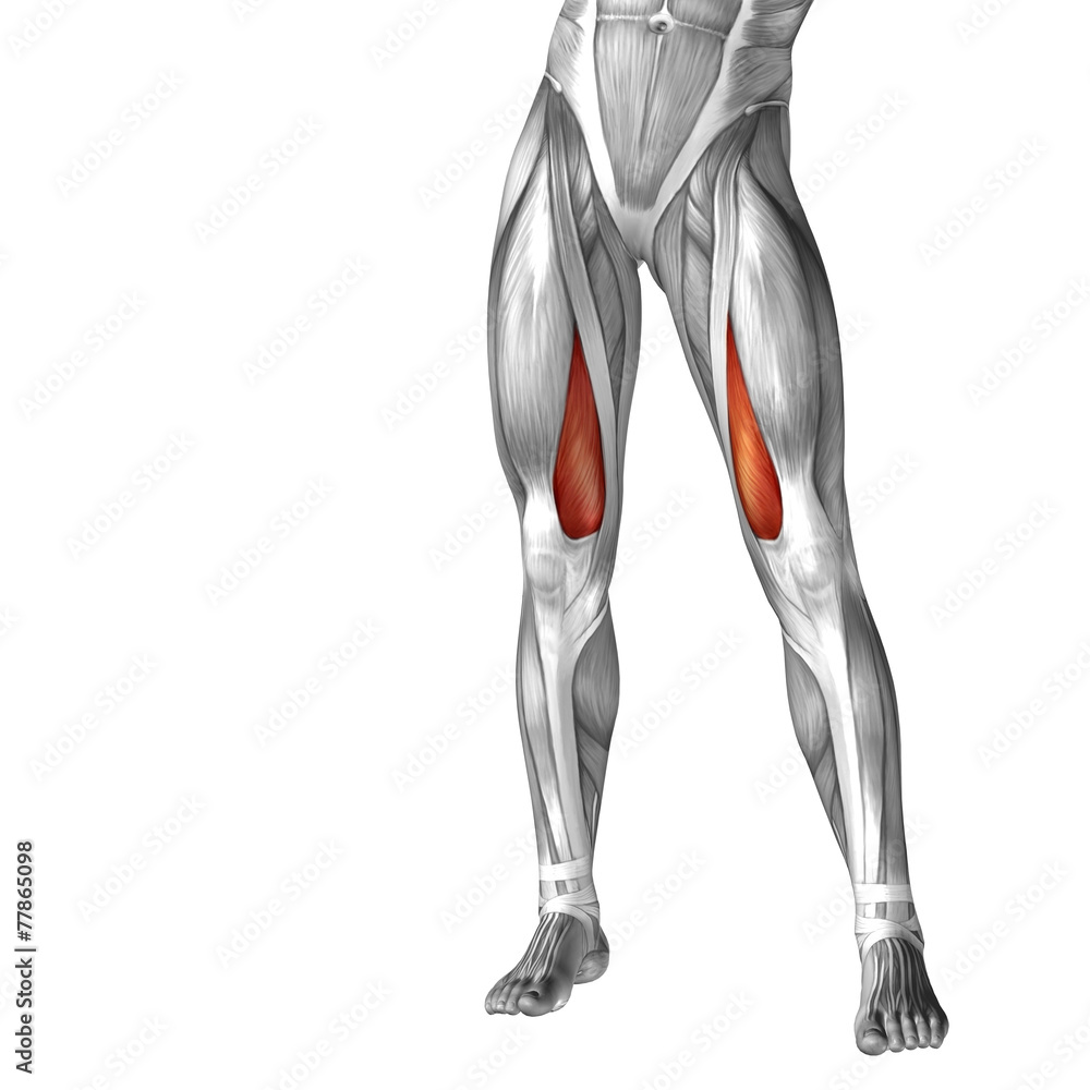Conceptual 3D human front upper leg muscle anatomy Conceptual 3D human front upper leg muscle anatomy