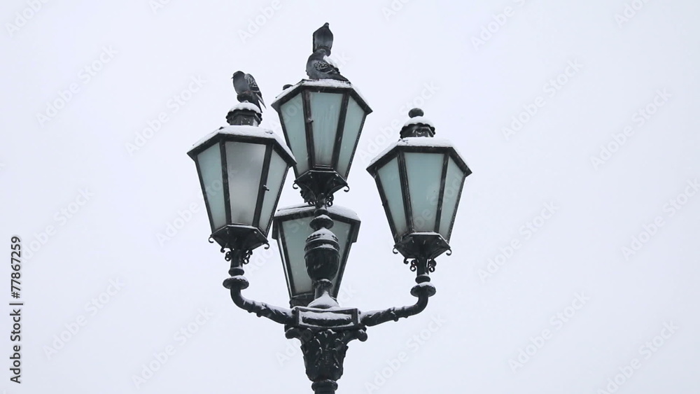 doves on the streetlight doves on the streetlight