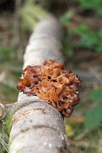 tremella foliacea