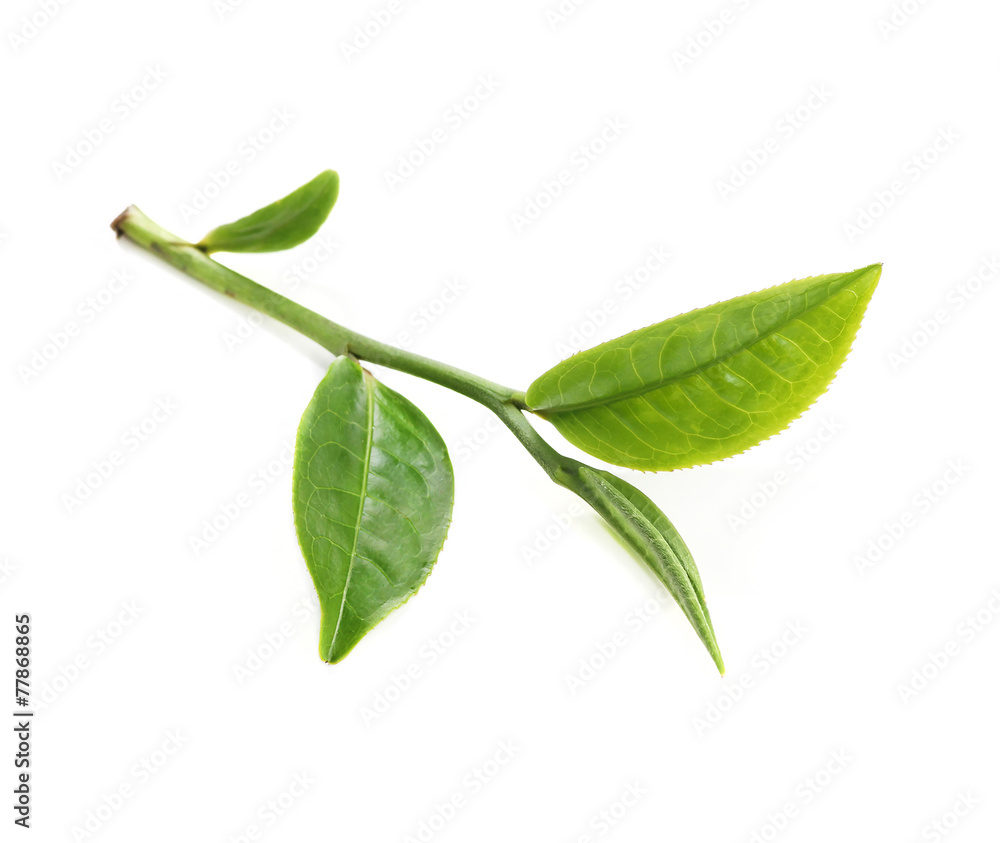 Fototapeta premium green tea leaf isolated on white background
