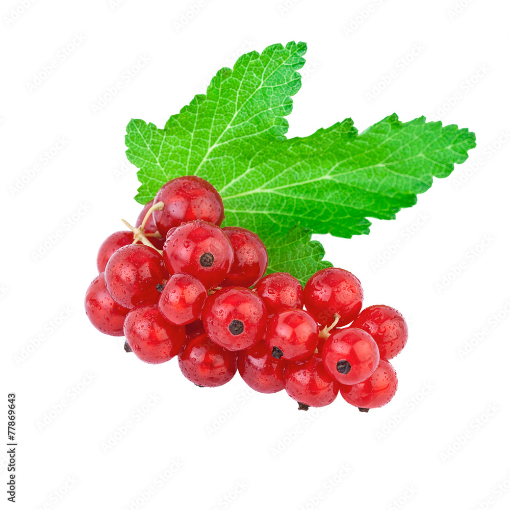 red currant green leaf red currant green leaf