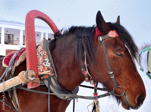 Foto horse's head with eyes closed